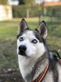 Close-up portrait of a dog