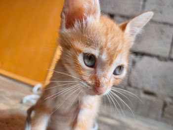 Close-up of a cat looking away