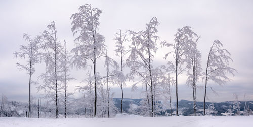 Trees on snow covered field against sky