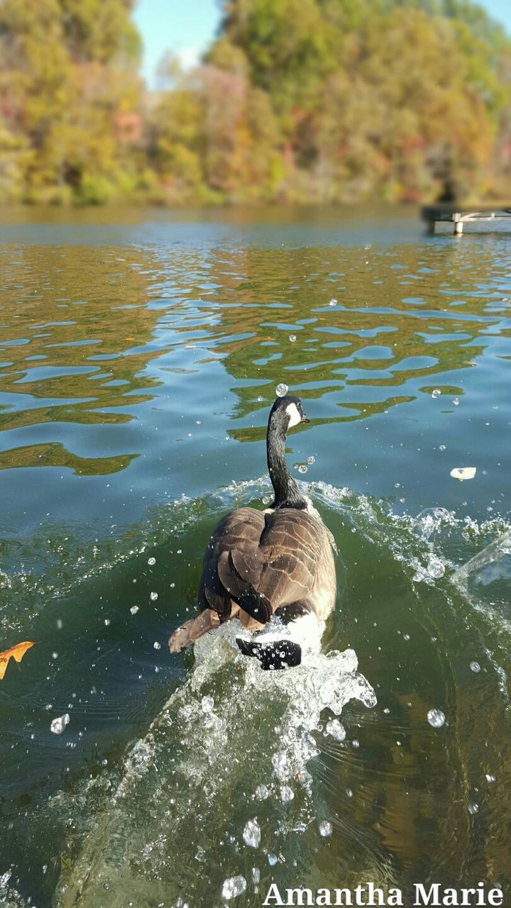 VIEW OF AN ANIMAL IN WATER