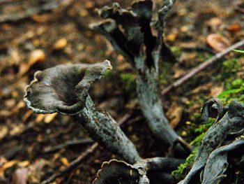 Close-up of lizard on tree