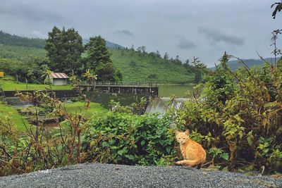 View of a cat sitting on plants against trees