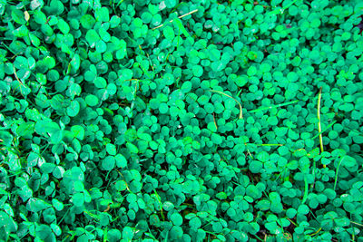 Full frame shot of green beans on field