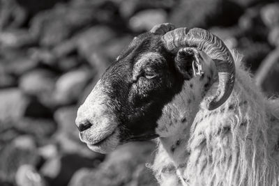 Close-up of goat