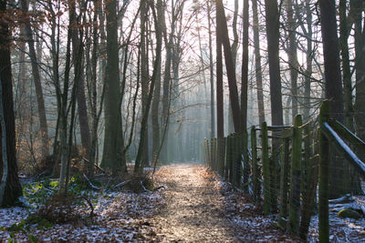 Footpath amidst trees in forest