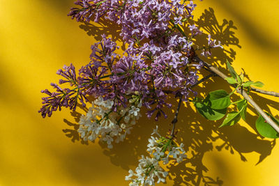 Close-up of yellow flowering plant