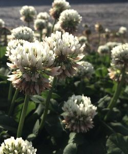 Close-up of white flowers