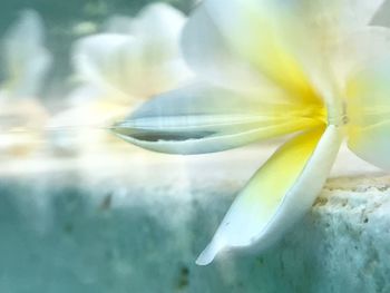 Close-up of flower floating on water