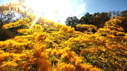 Scenic view of yellow flowering plants on field against sky