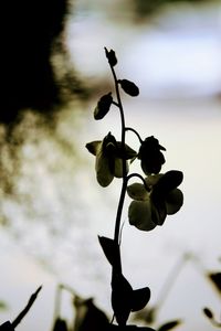 Close-up of plant against sky