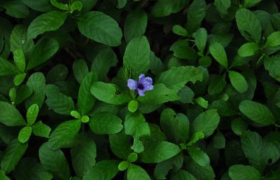 High angle view of purple flowering plants