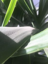 Close-up of leaves on plant during sunny day