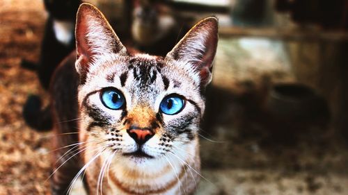 Close-up portrait of cat