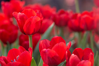 Close-up of red tulips