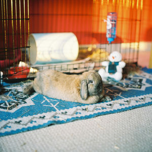 Close-up of a bunny rabbit resting on floor