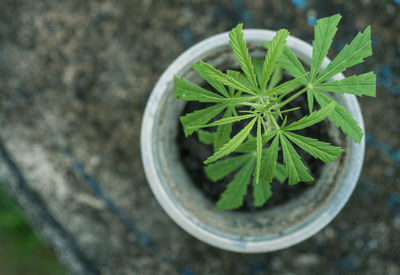 Cannabis plant in a plastic cup