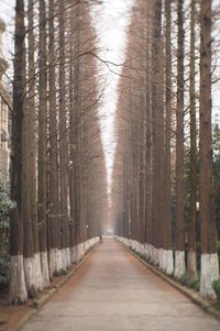 Trees in forest during winter