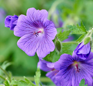 Close-up of purple flowering plant