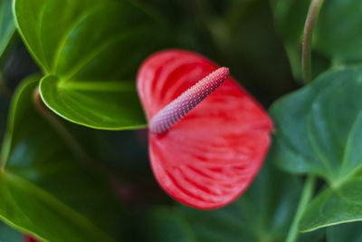 Close-up of anthurium