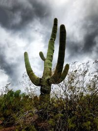 Low angle view of cactus against sky