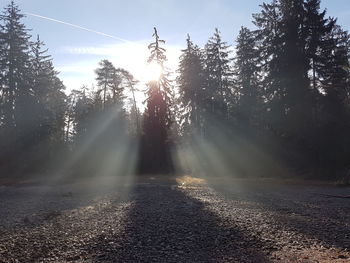 Scenic view of trees against sky