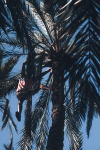 Low angle view of palm trees against sky