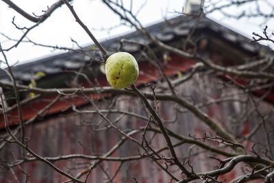 Low angle view of fruit on bare tree against seonunsa temple