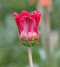 Close-up of wet flower blooming outdoors