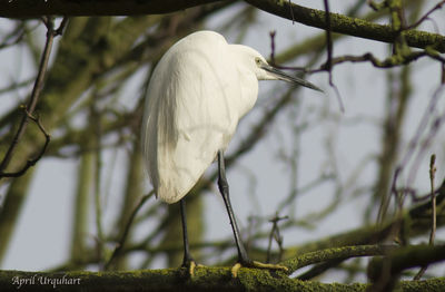 Low angle view of bird perching on tree