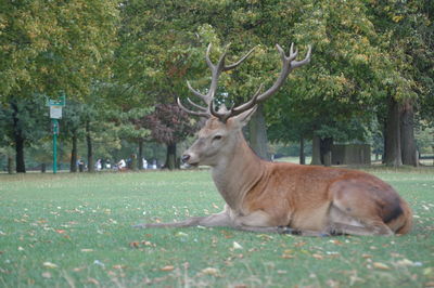 Dog relaxing on grass