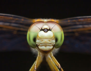 Close-up of insect