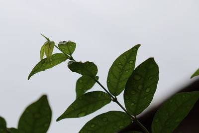 Close-up of wet plant leaves