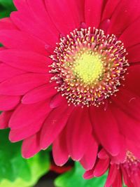 Close-up of flower blooming outdoors