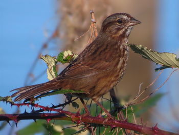 Close-up of bird perching on branch