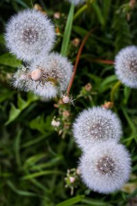 Close-up of dandelion flower