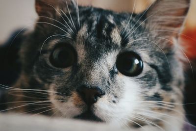 Close-up portrait of cat