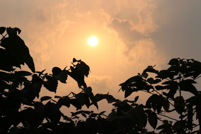 Low angle view of silhouette plants against sky during sunset