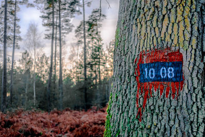 Close-up of text on tree trunk