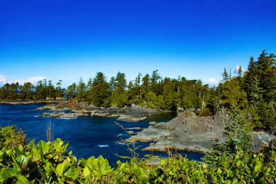 Scenic view of trees against clear blue sky