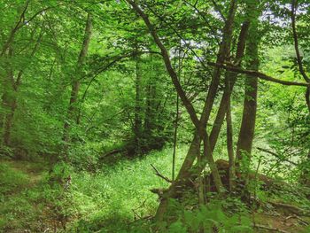 Trees in forest