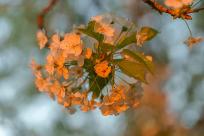 Close-up of orange flowering plant