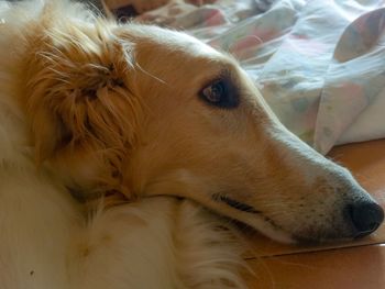 Close-up of dog resting