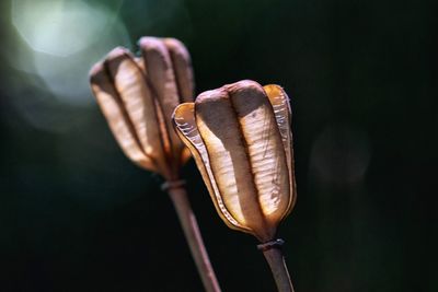 Close-up of crab on plant