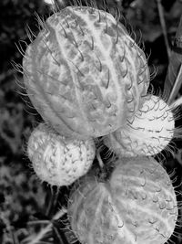 Close-up of flower