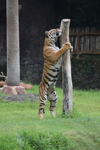 Full length of a cat on field