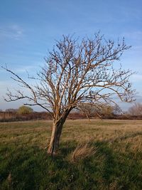 Bare trees on grassy field