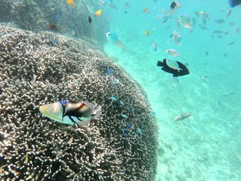 View of fish swimming in sea