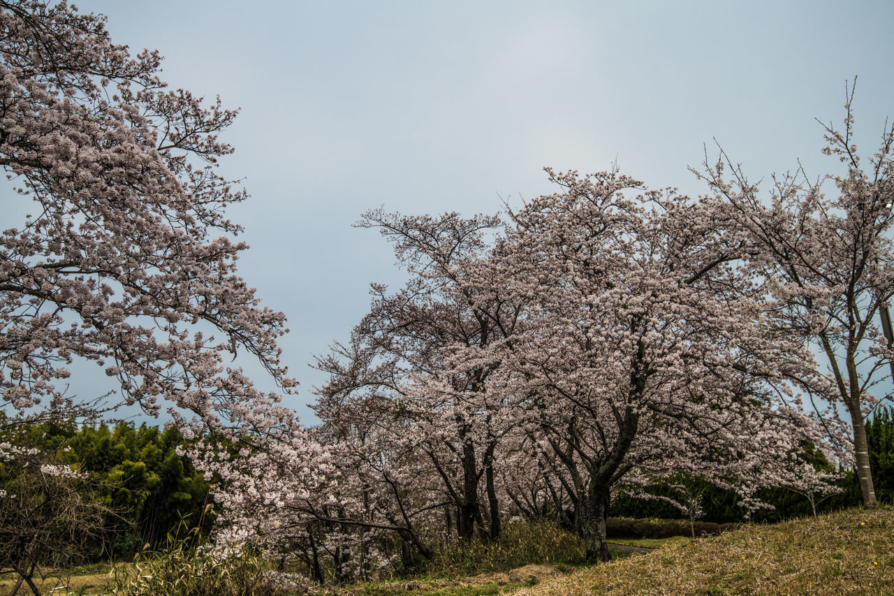 LOW ANGLE VIEW OF FLOWERING TREE AGAINST SKY