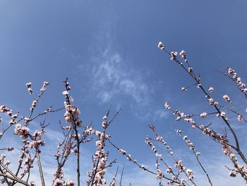 Low angle view of cherry blossom against blue sky