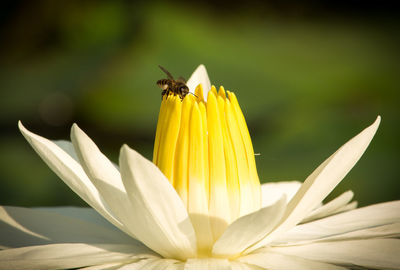 Close-up of bee pollinating on flower